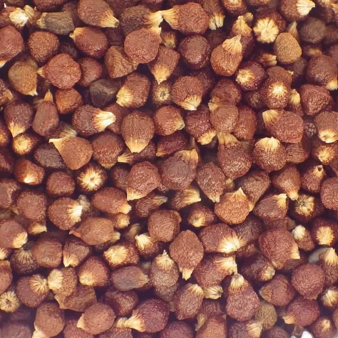 grains-of-paradise-spice-exotica